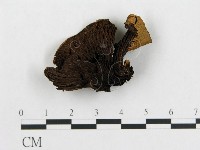 登錄號:F0007466藏品圖，第1張