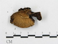 登錄號:F0007466藏品圖，第3張