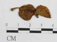 登錄號:F0007468藏品圖，第1張