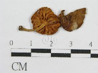 登錄號:F0007468藏品圖，第3張