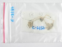 鬼傘屬藏品圖，第1張