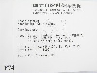 鬼傘屬藏品圖，第2張