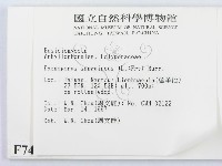 血紅密孔菌藏品圖，第2張