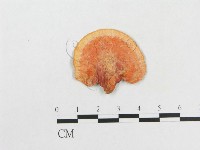 血紅密孔菌藏品圖，第1張