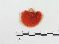 血紅密孔菌藏品圖，第3張