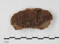 栓菌屬藏品圖，第1張