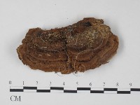 栓菌屬藏品圖，第3張