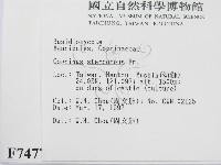 登錄號:F0007477藏品圖，第2張
