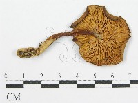 登錄號:F0007479藏品圖，第1張