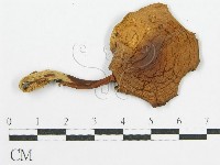 登錄號:F0007479藏品圖，第3張