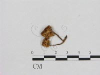 小菇屬藏品圖，第3張