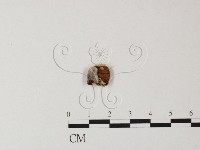 登錄號:F0007481藏品圖，第1張