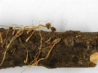 登錄號:F0007482藏品圖，第4張