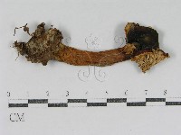 登錄號:F0007483藏品圖，第1張