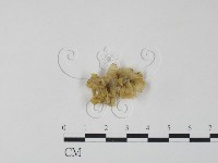 登錄號:F0007484藏品圖，第1張