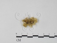 登錄號:F0007484藏品圖，第3張