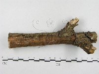 登錄號:F0007486藏品圖，第3張