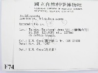 微皮傘屬藏品圖，第2張