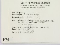 小皮傘屬藏品圖，第2張