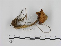 登錄號:F0007490藏品圖，第3張