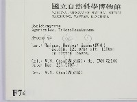 小菇屬藏品圖，第2張