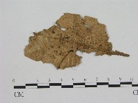 小菇屬藏品圖，第1張