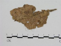 小菇屬藏品圖，第3張