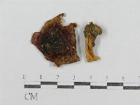 紅菇屬藏品圖，第1張