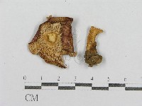 紅菇屬藏品圖，第3張