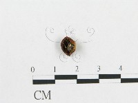 多孔菌屬藏品圖，第1張