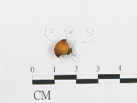 多孔菌屬藏品圖，第3張