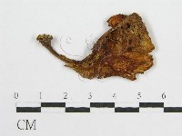 登錄號:F0007494藏品圖，第1張