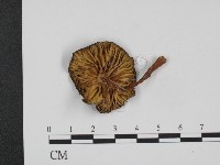 登錄號:F0007495藏品圖，第1張