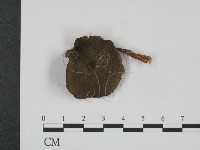 登錄號:F0007495藏品圖，第3張