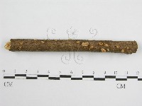 微皮傘屬藏品圖，第4張