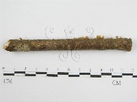 微皮傘屬藏品圖，第5張