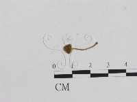 小菇屬藏品圖，第1張