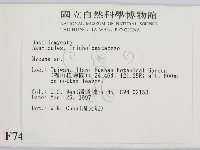 小菇屬藏品圖，第2張