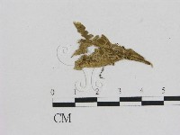 小菇屬藏品圖，第3張