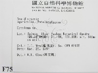 粉褶菌屬藏品圖，第2張