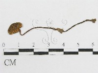 粉褶菌屬藏品圖，第1張