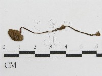 粉褶菌屬藏品圖，第3張