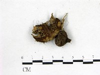 地星屬藏品圖，第3張