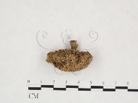 登錄號:F0007504藏品圖，第3張