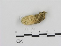 登錄號:F0007505藏品圖，第1張