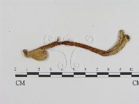 登錄號:F0007506藏品圖，第1張