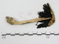 登錄號:F0007507藏品圖，第1張