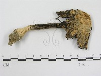 登錄號:F0007507藏品圖，第3張