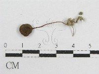 粉褶菌屬藏品圖，第1張