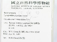 頭狀禿馬勃藏品圖，第2張